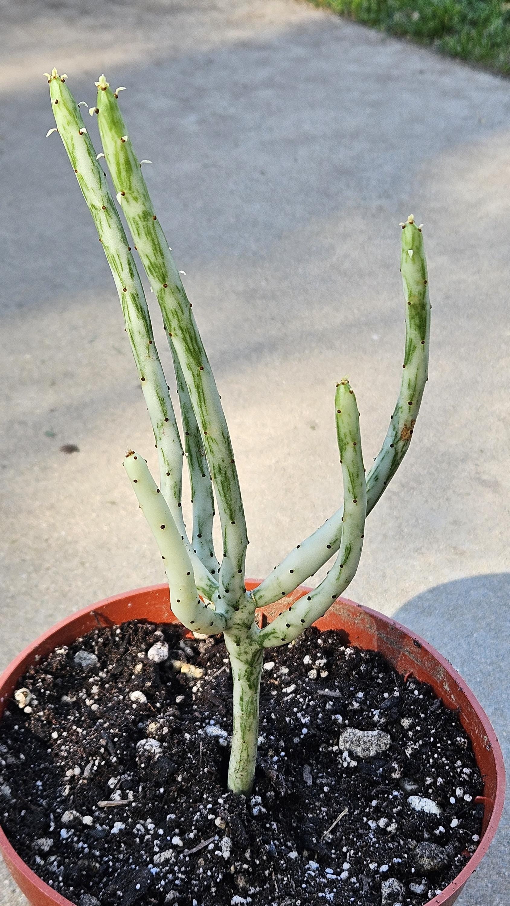 6" Euphorbia Leucodendron Variegated - Rare Succulent