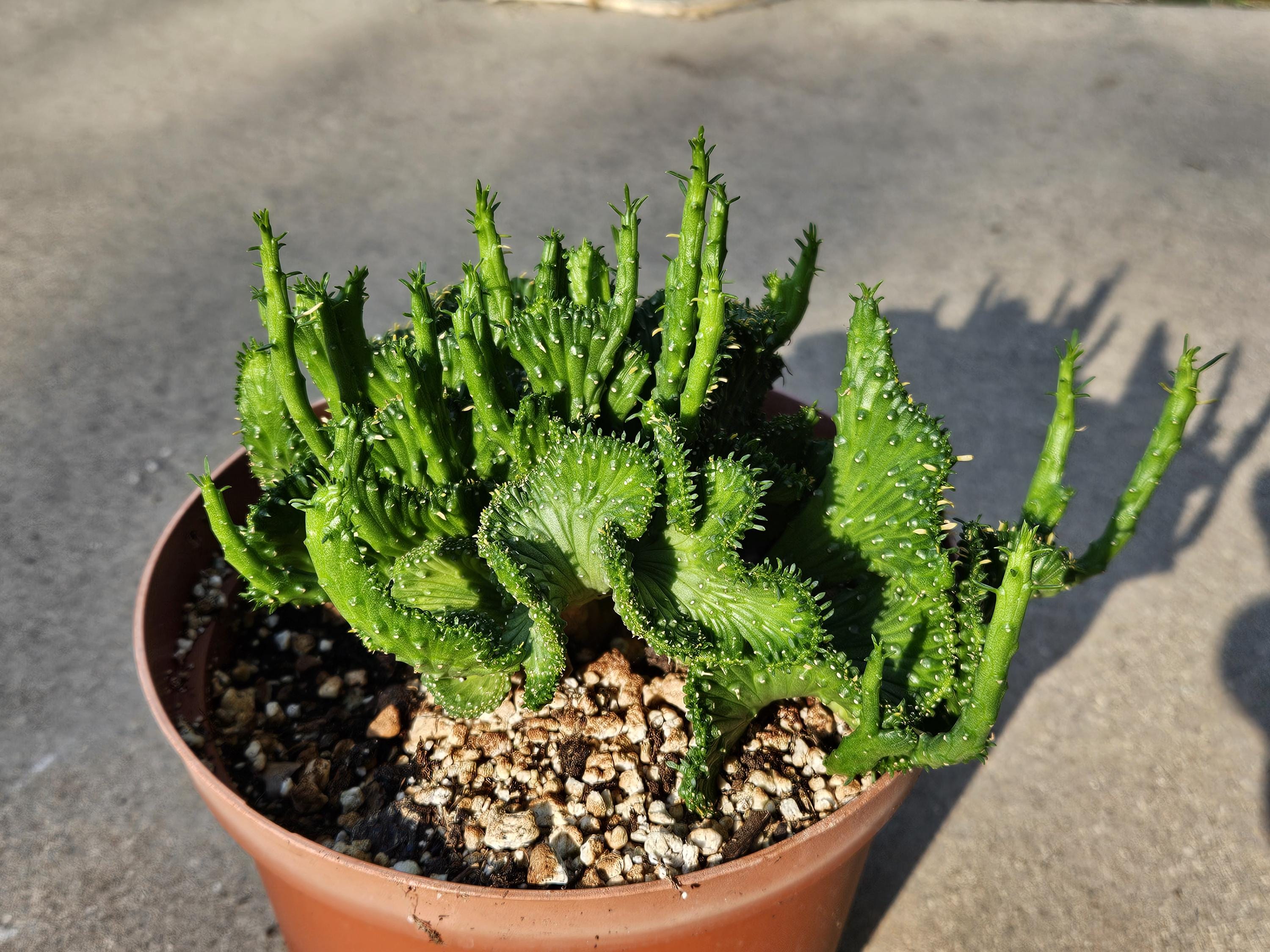 6" Crested Medusa's Head - Euphorbia Flanaganii