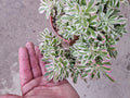 Rare Crested Pink Witch Aeonium Succulent - 8" Fasciated Plant