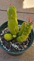 5" Eves Pin Cactus