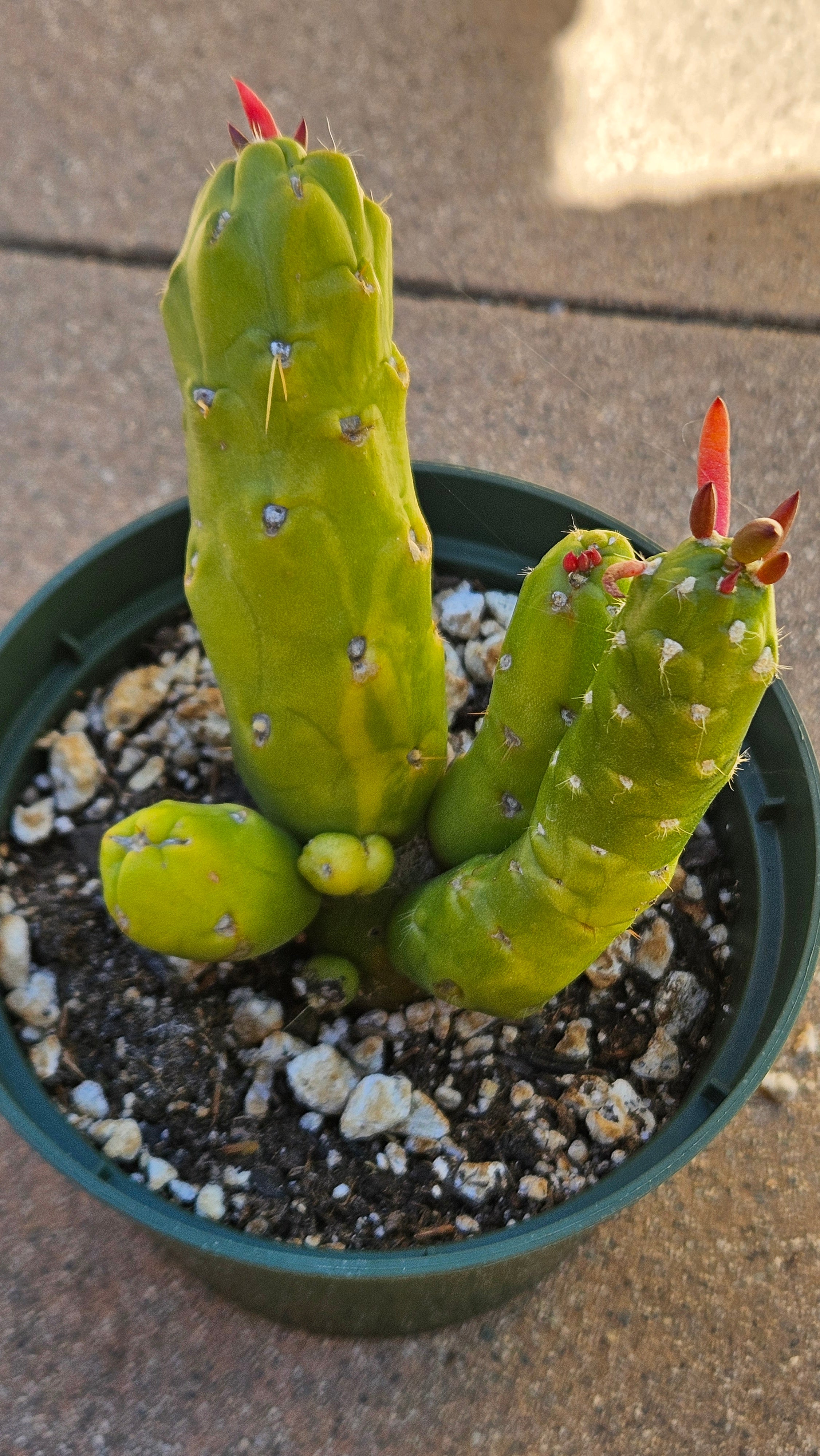 5" Eves Pin Cactus