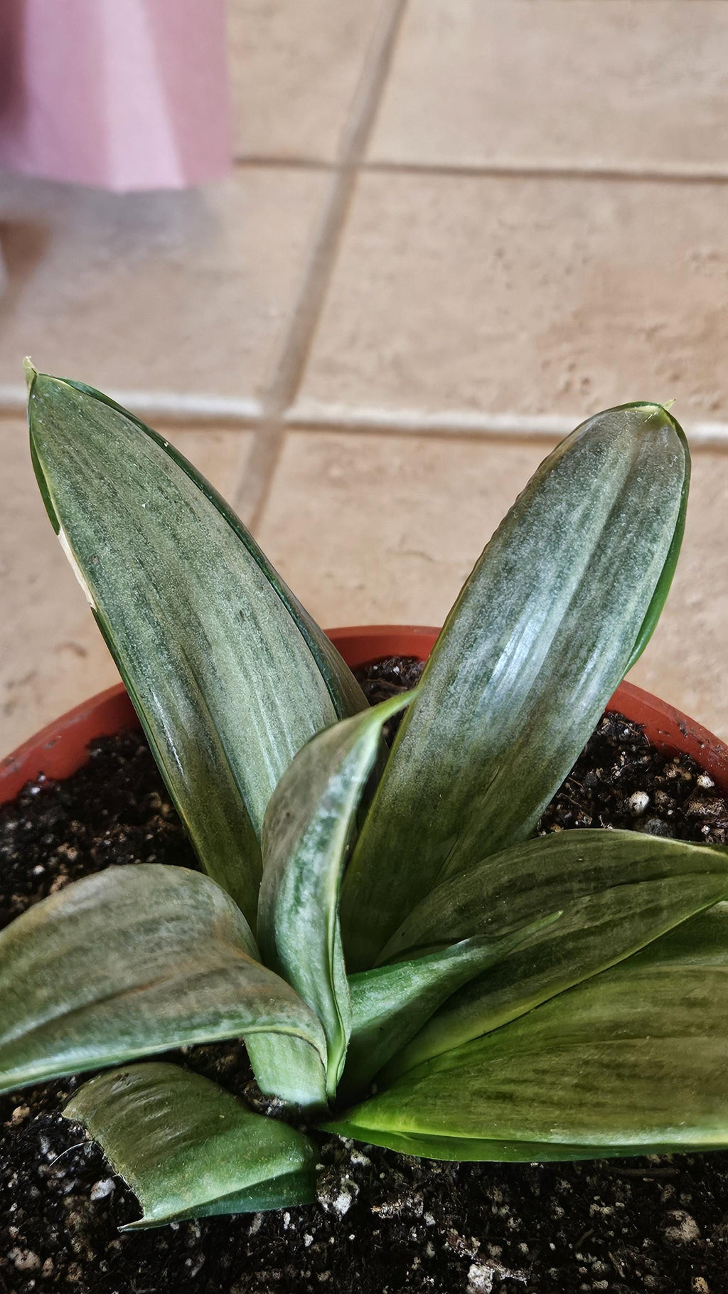 Sansevieria Silver Hahnii Snake Plant - Bird's Nest Variety Bare Root Plant