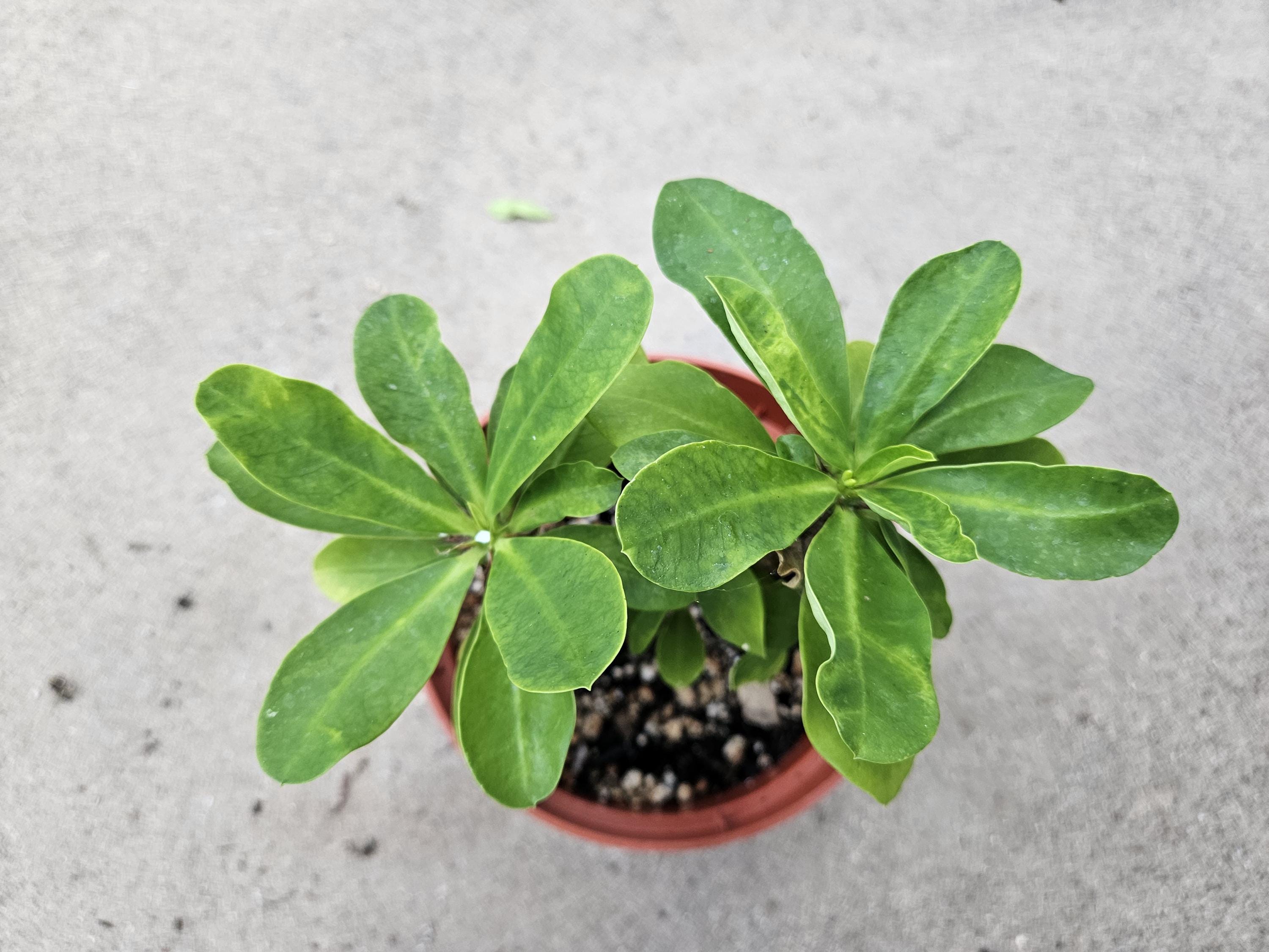 6" Crown of Thorns - White Flowers - Euphorbia milii