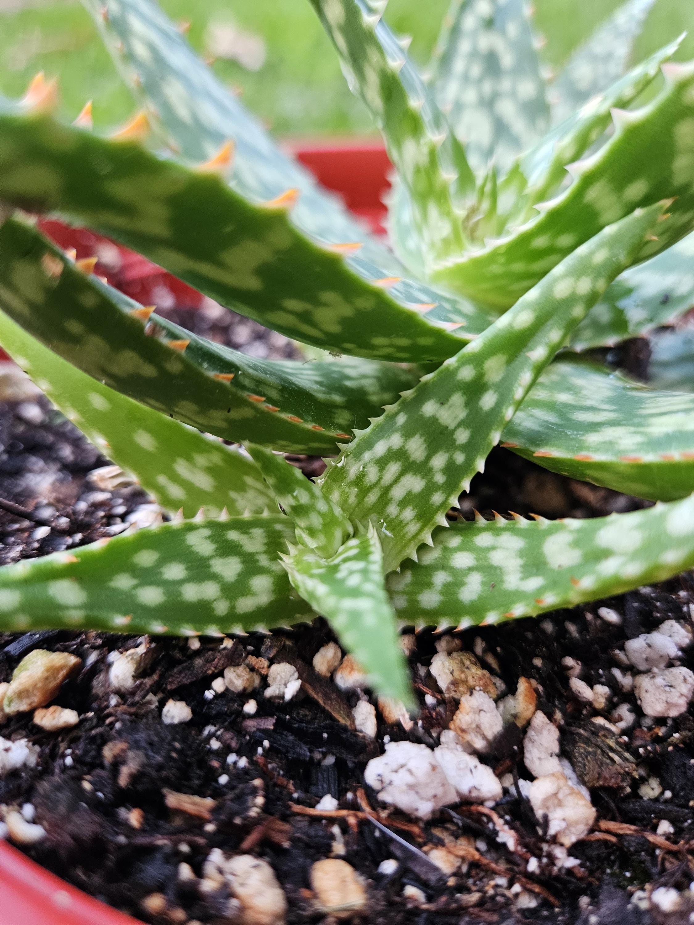 6" Aloe Hybrid - Succulent