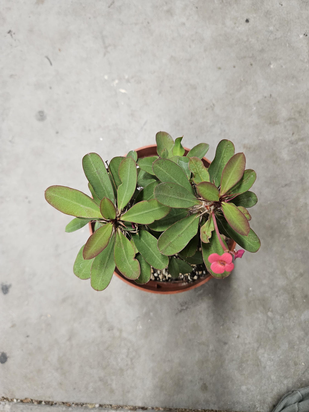 6" Crown of Thorns - Red Flowers