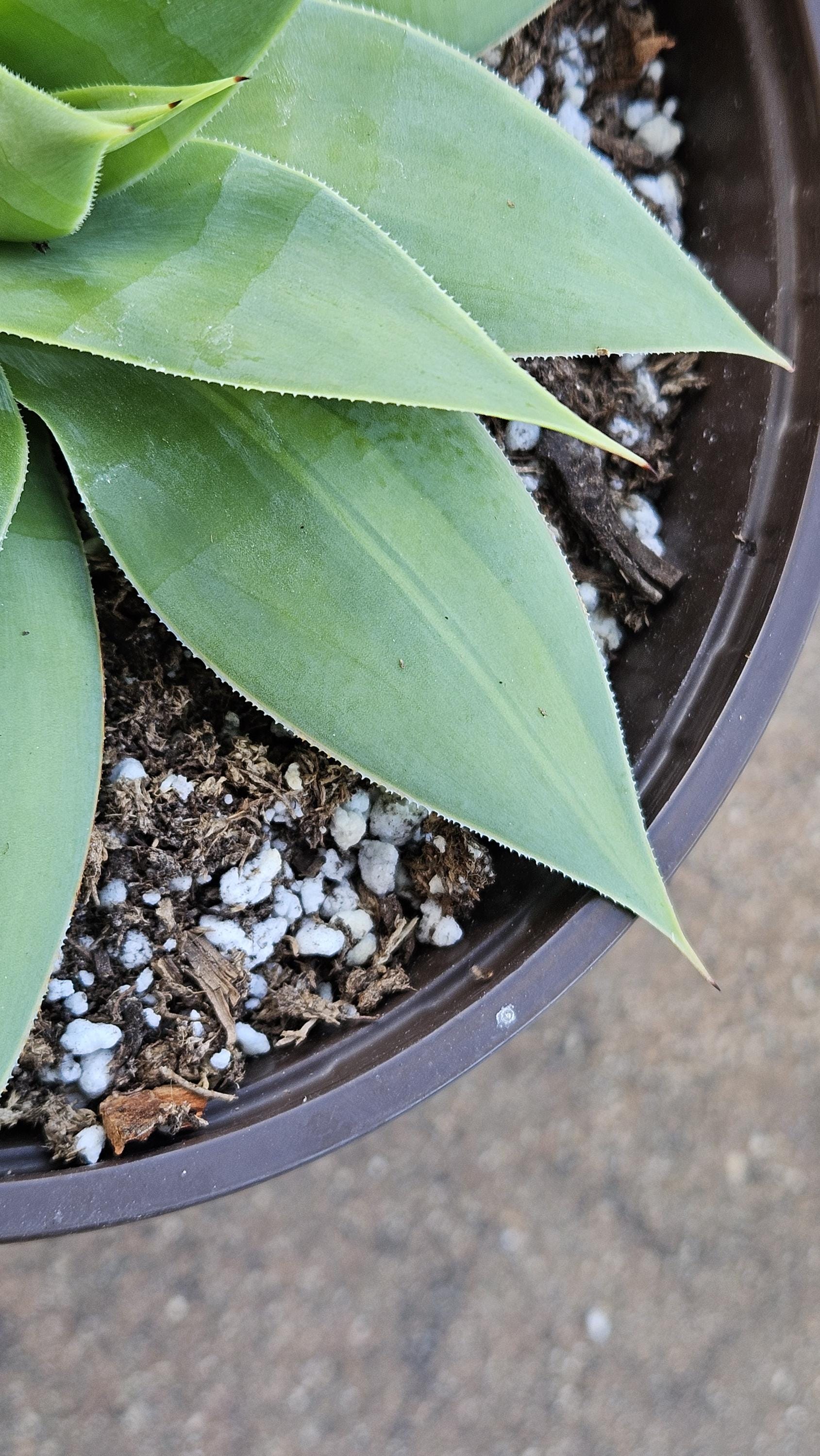 6" Agave Attenuata Variegated