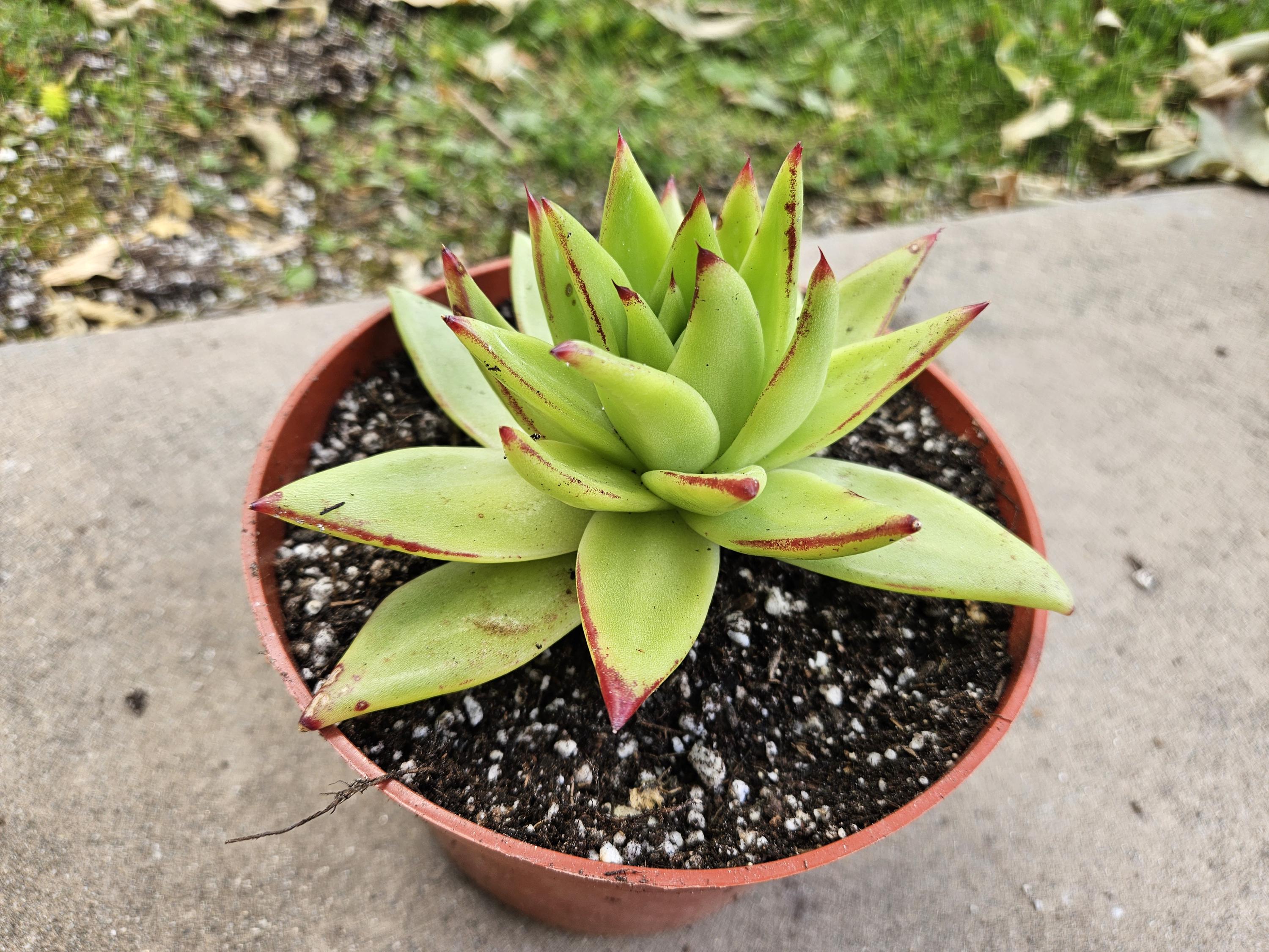 6" Echeveria Agavoides Lipstick