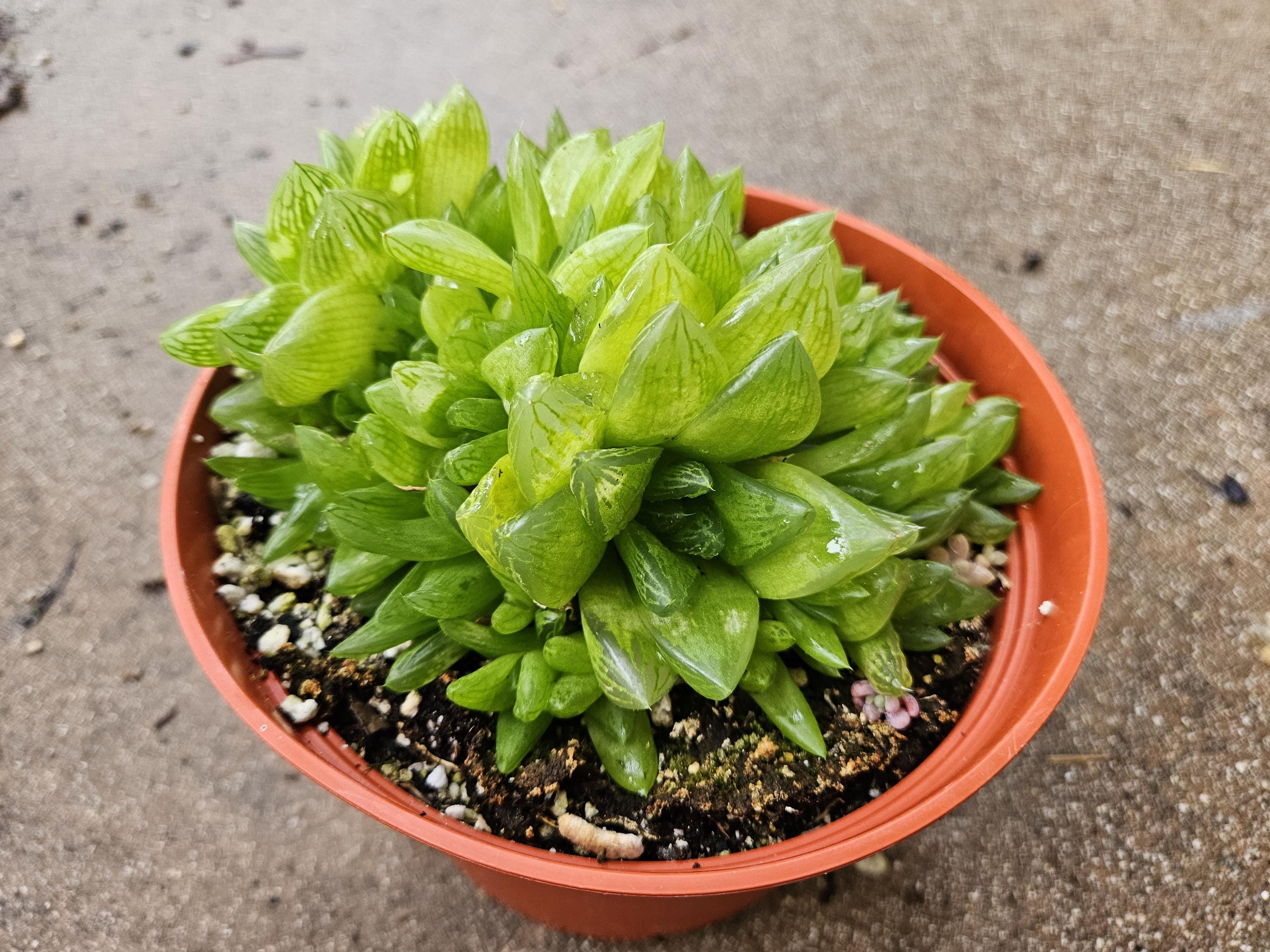 6" Haworthia Cymbiformus - Translucent Blooming Succulent