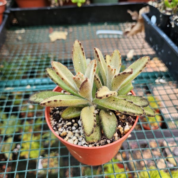 4" Kalanchoe Chocolate Soldier - Fuzzy Succulent