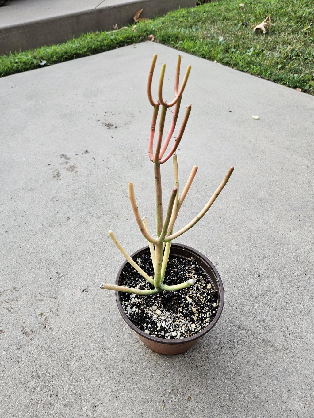 6" Euphorbia Tirucalli - Firesticks - Pencil Cactus