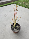 6" Euphorbia Tirucalli - Firesticks - Pencil Cactus