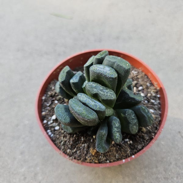 Haworthia Truncata - Horseteeth Haworthia - Rare Succulent - Low Light