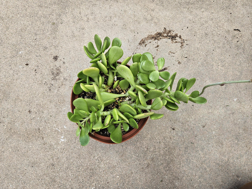 6" Senecio Jacobsenii - Vining Jade (Turns Pink in Sunlight)
