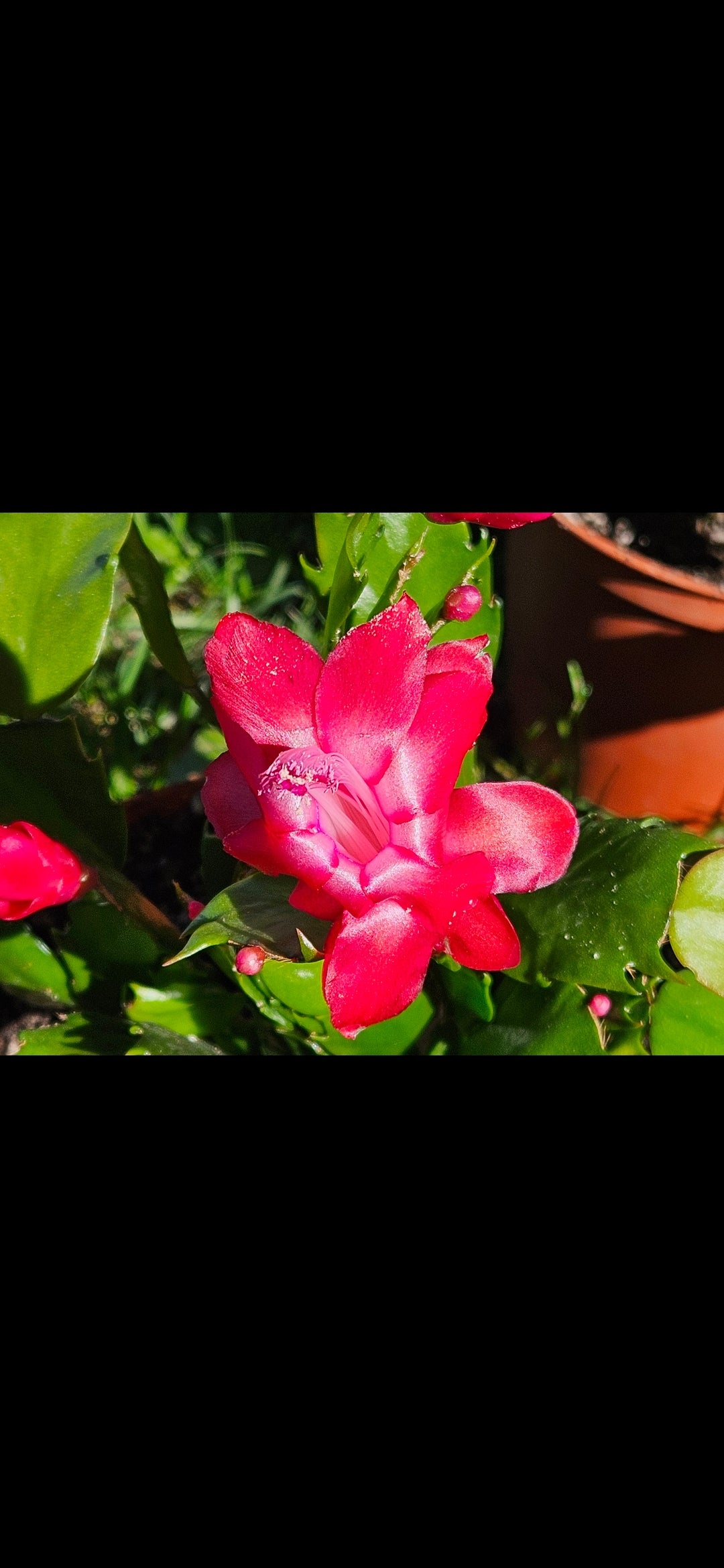 6" Christmas Cactus - Red Flowers - Zygocactus - Schlumbergera - Holiday Cactus - Blooming
