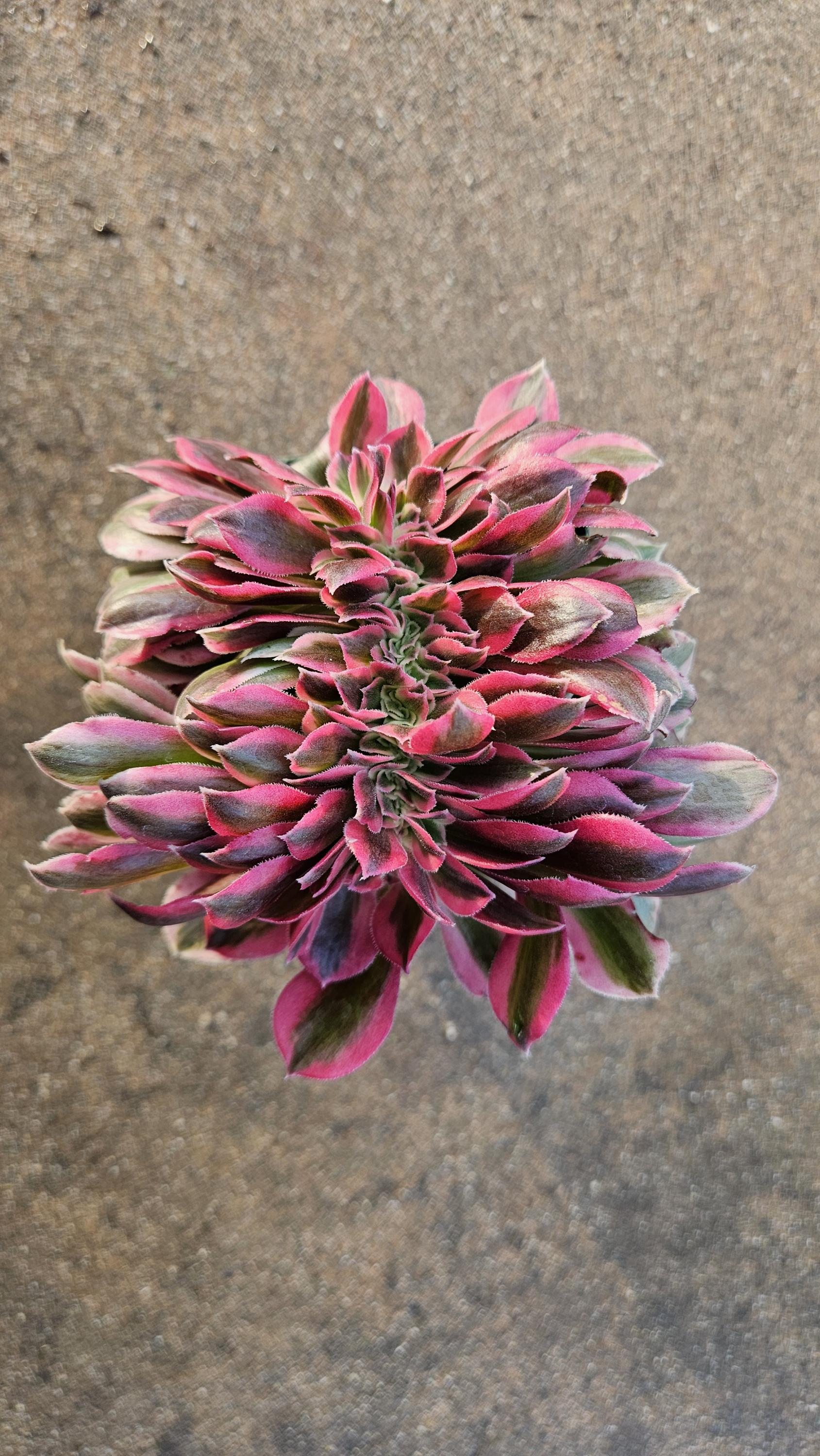 Rare Crested Pink Witch Aeonium - 4" Fasciated Succulent