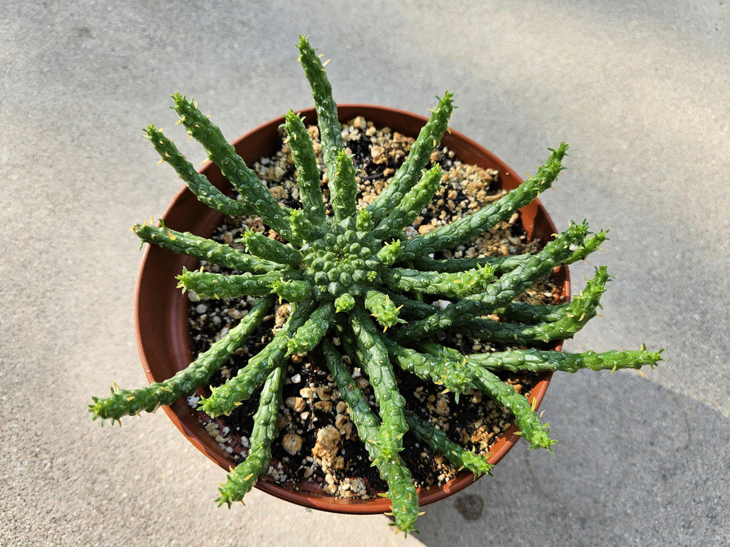 6" Medusa's Head Euphorbia
