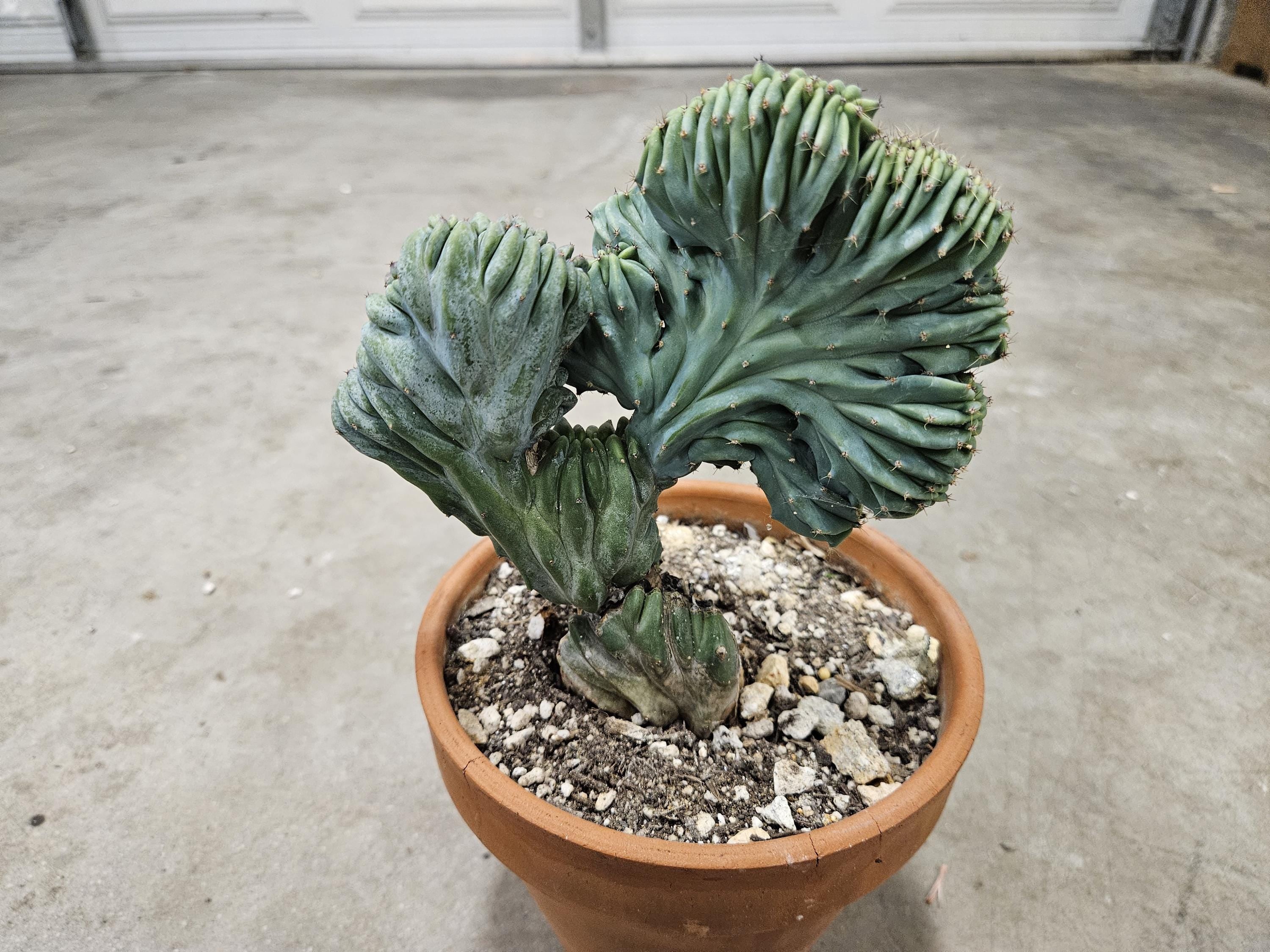 5" Crested Blue Myrtillocactus - Rare Cactus