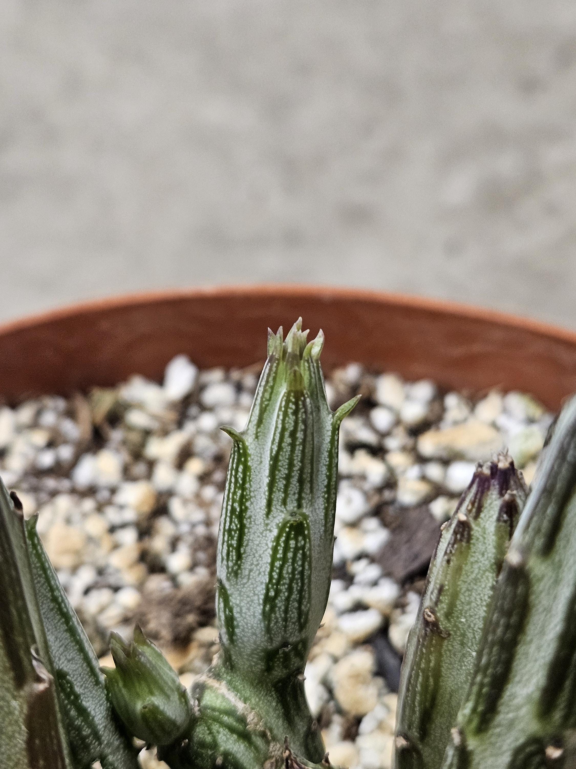 6" Pickle Plant - Senecio stapeliiformis
