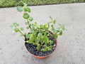 6" Portulacaria Afra - Elephant Bush