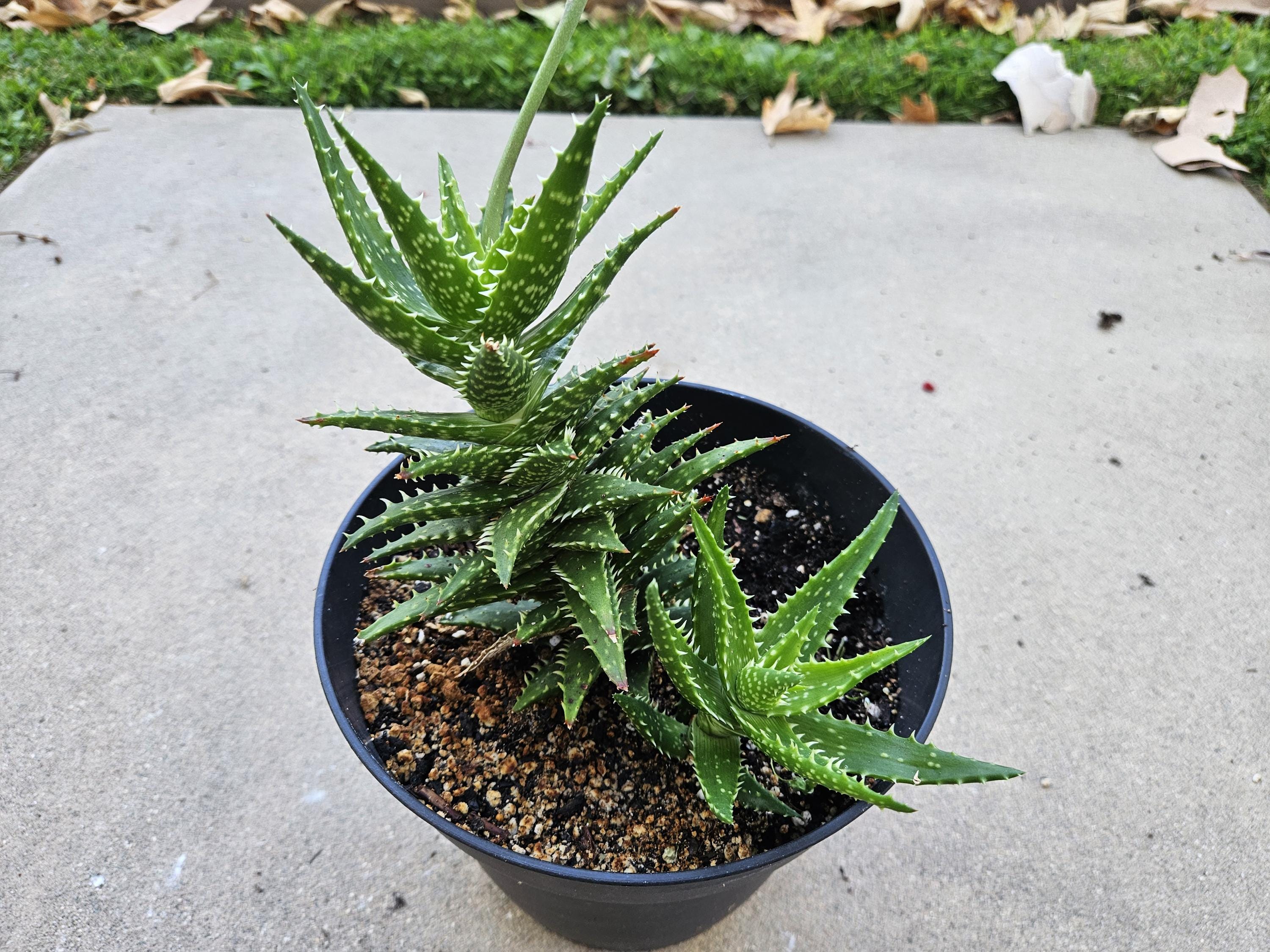 Aloe grown in 8" pot - Ships Bare Root