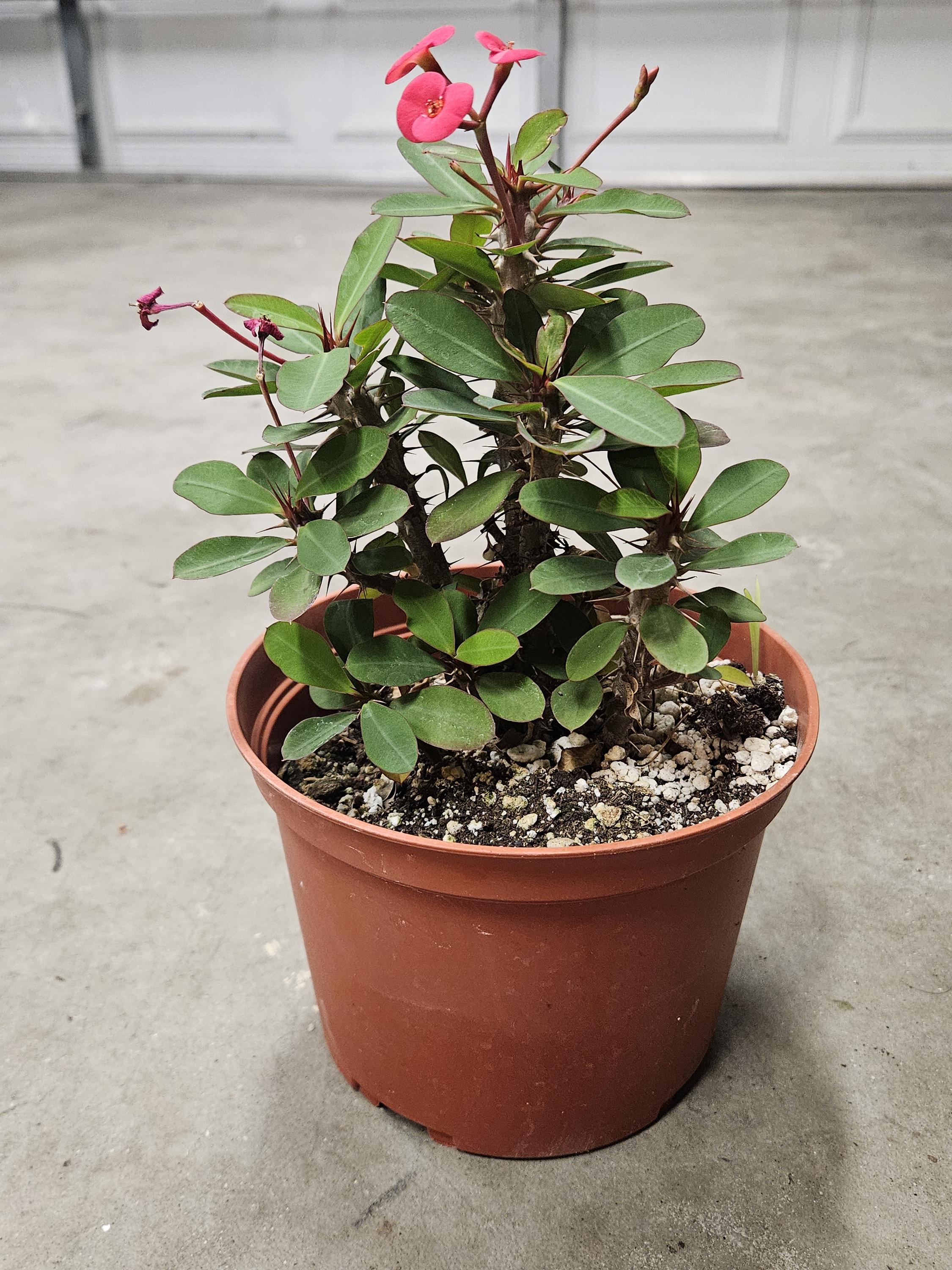 6" Crown of Thorns - Red Flowers