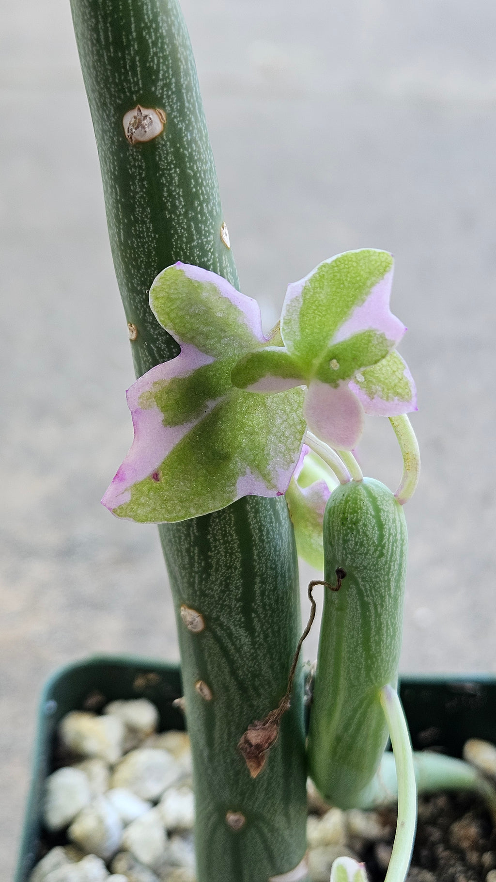 4" Variegated Senecio Articulatis - Rare Hotdog Cactus