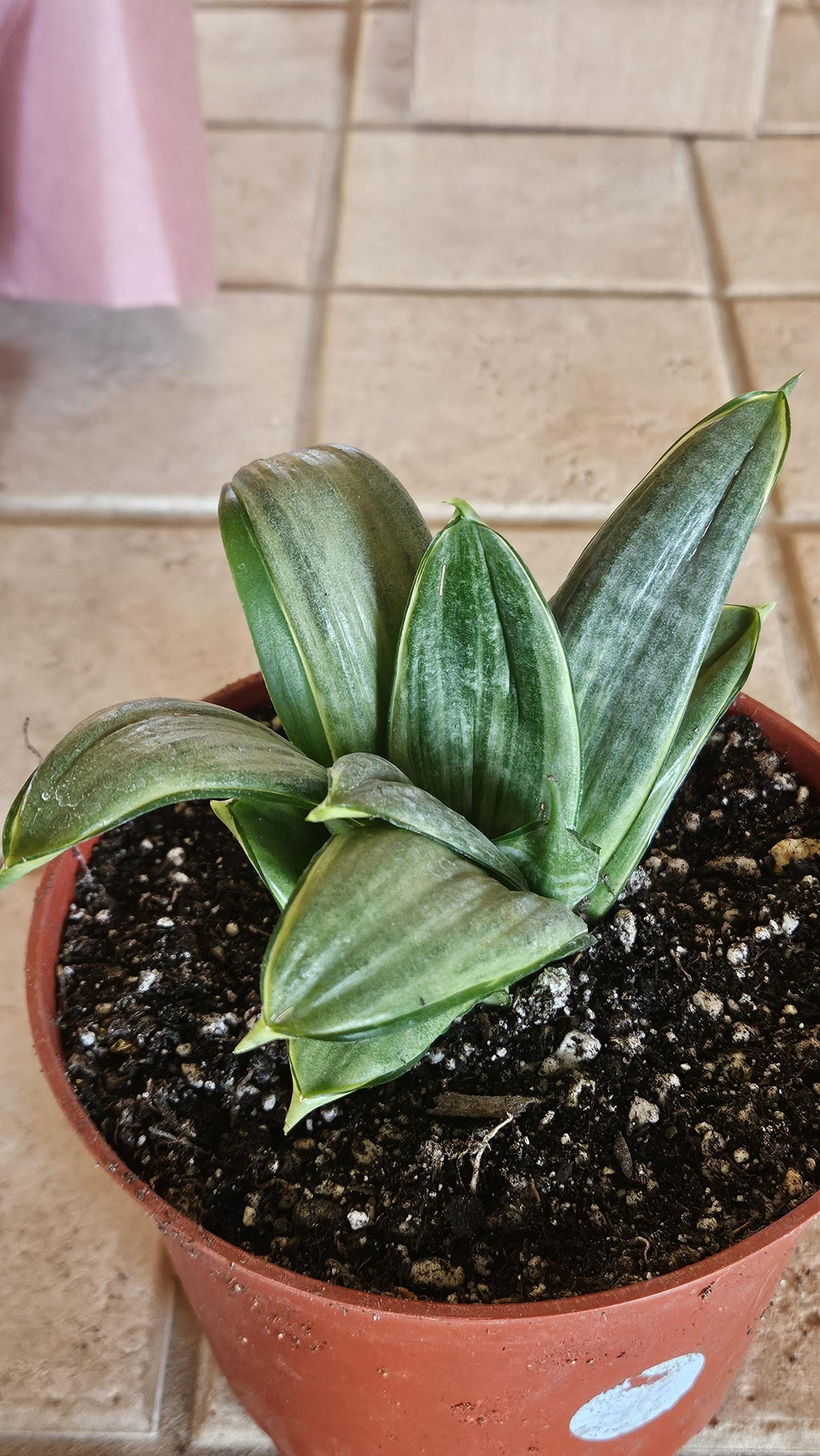 6" Sansevieria trifasciata 'Silver Hahnii' - Bird's Nest Snake Plant Bare Root