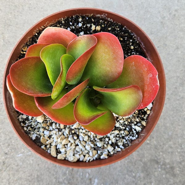 6" Kalanchoe Dragonfire - Flapjack Kalanchoe - Bright Red