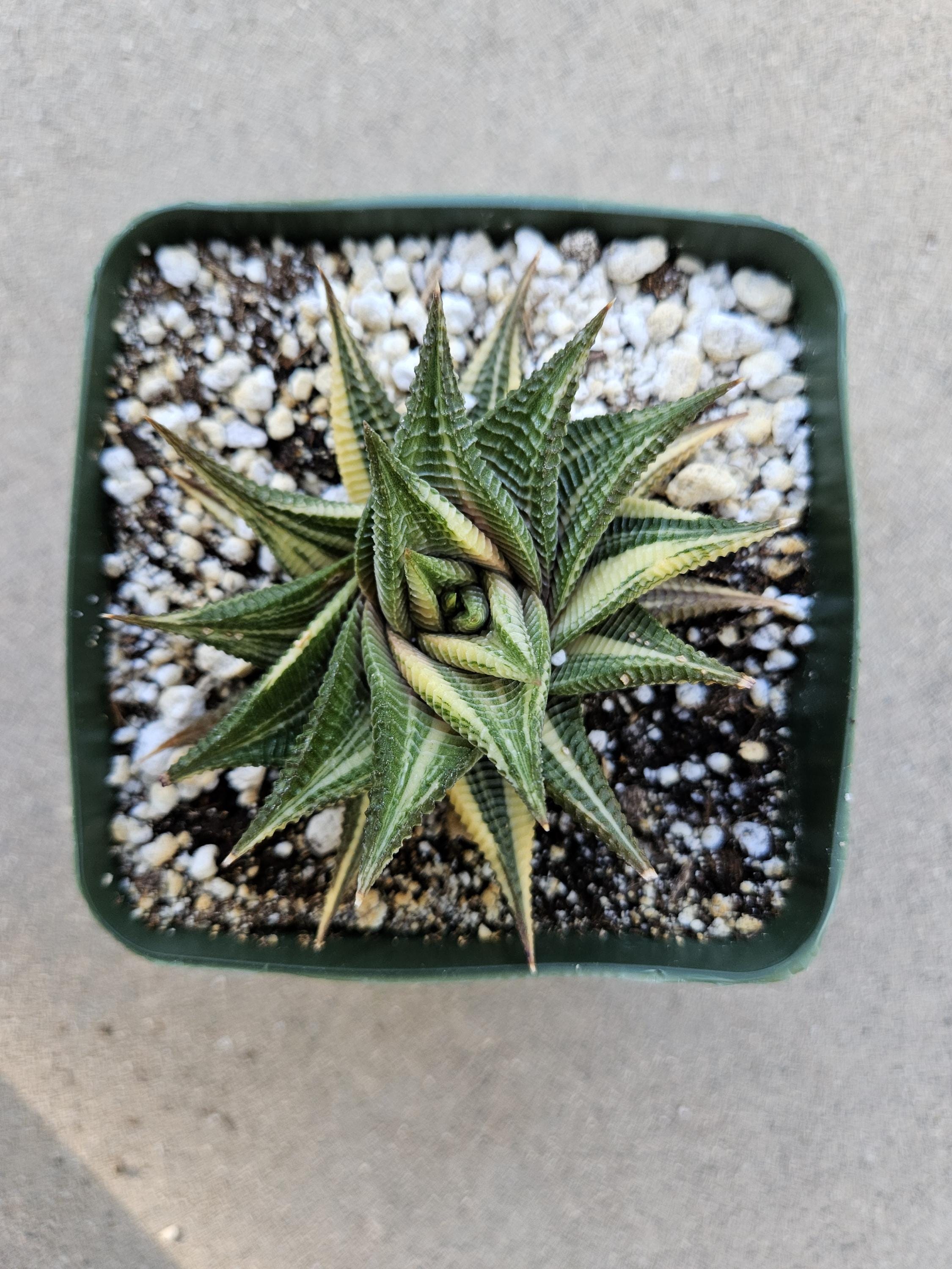 Haworthia Limifolia Variegated Hybrid - Rare - 4"