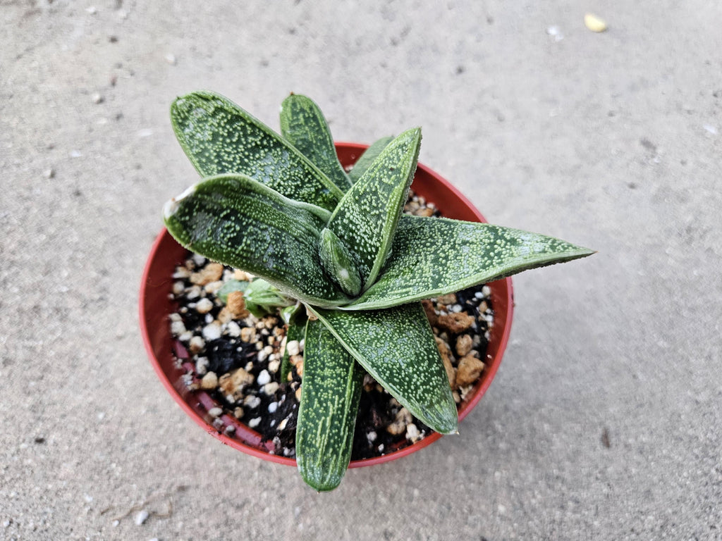 6" Gasteria - Blooming Succulent