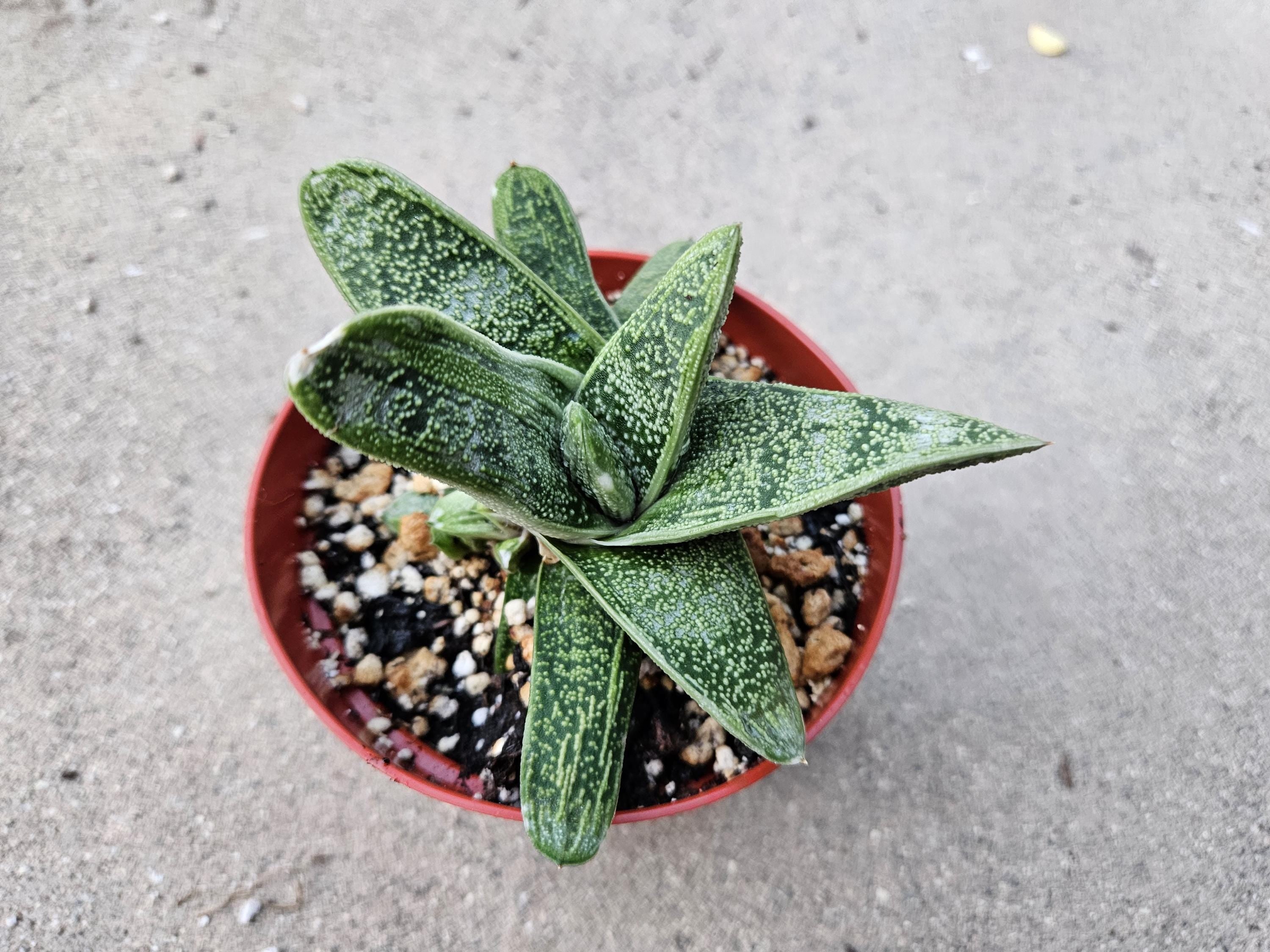 6" Gasteria - Blooming Succulent