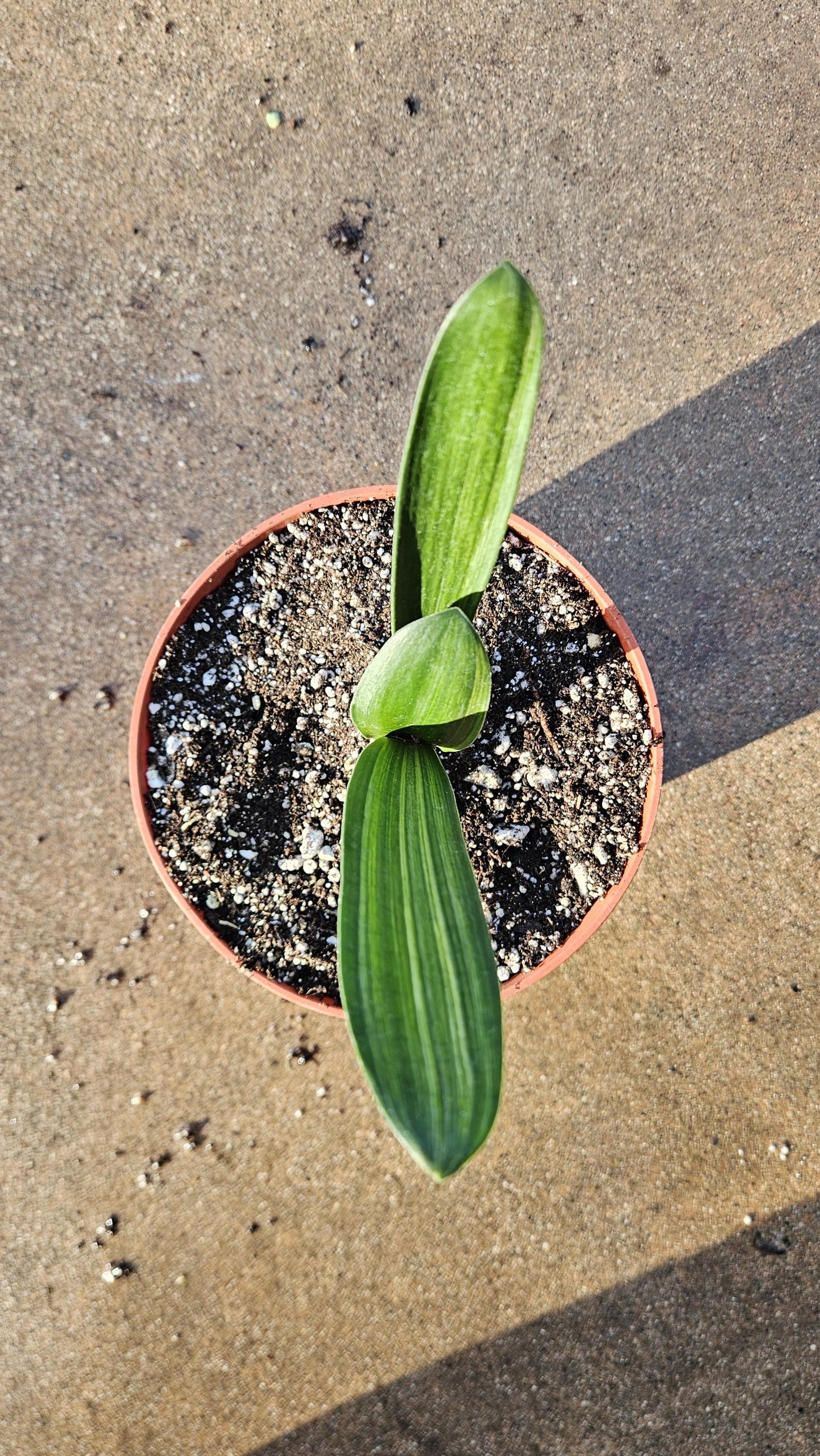 6" Clivia miniata - Variegated - Bush Lily - Orange Flowers