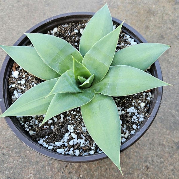 6" Agave Attenuata Variegated