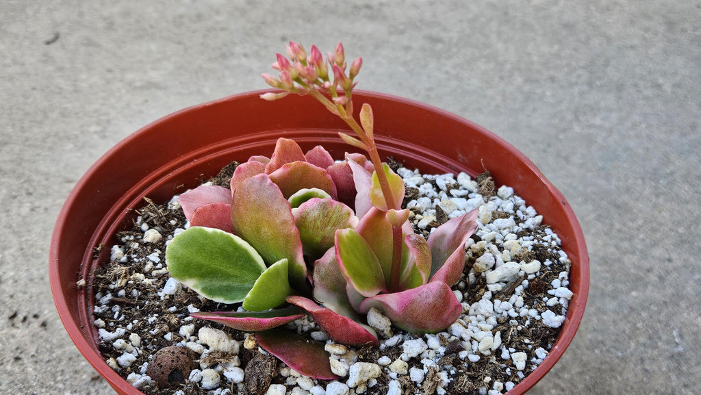 6" Kalanchoe Blossfeldiana - Flaming Katy
