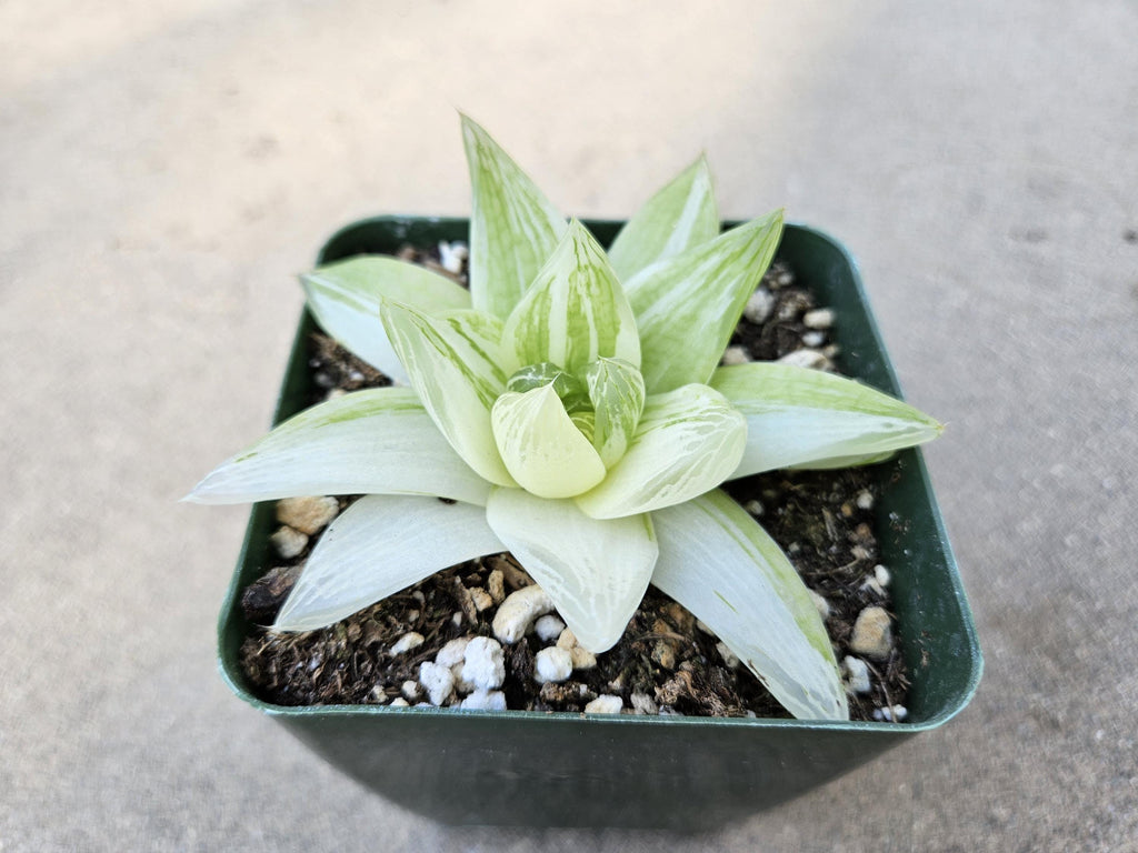 Haworthia Cymbiformis Variegated - Rare - 4"