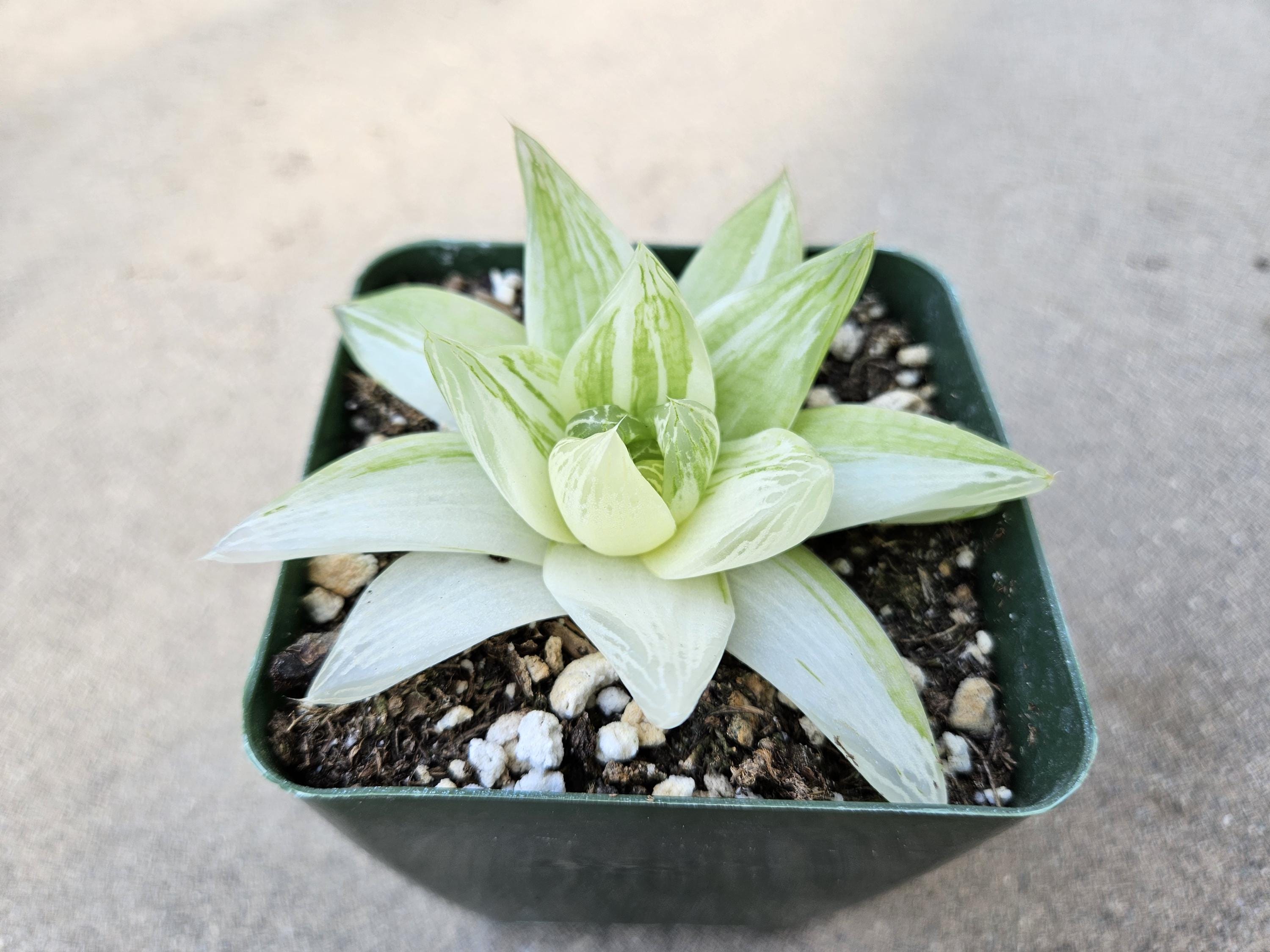 Haworthia Cymbiformis Variegated - Rare - 4"