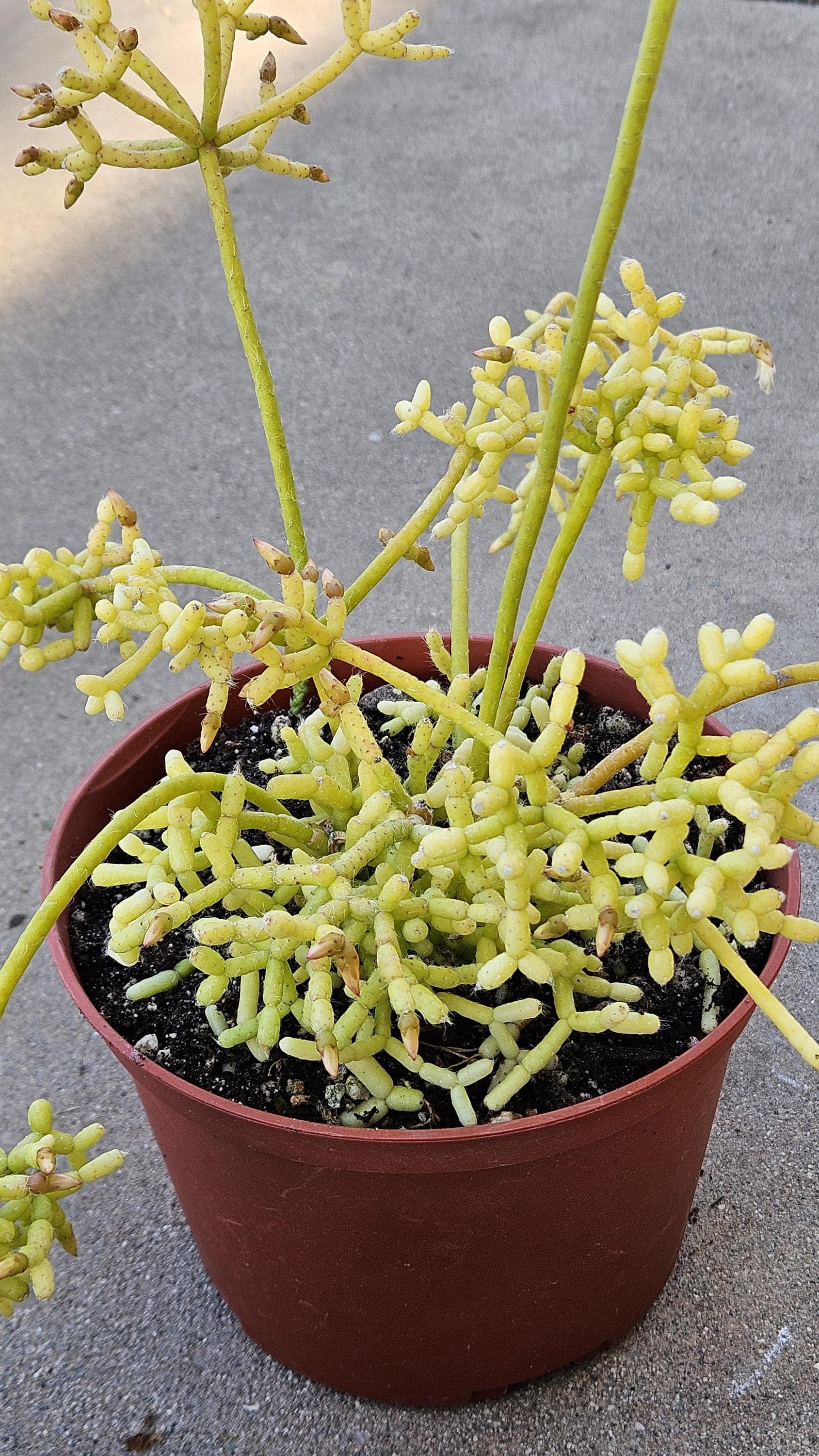 6" Rhipsalis cereuscula - Coral Cactus