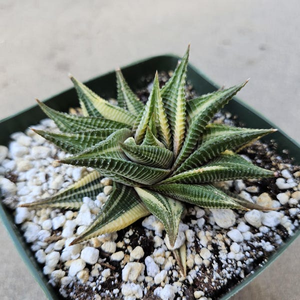 Haworthia Limifolia Variegated Hybrid - Rare - 4"