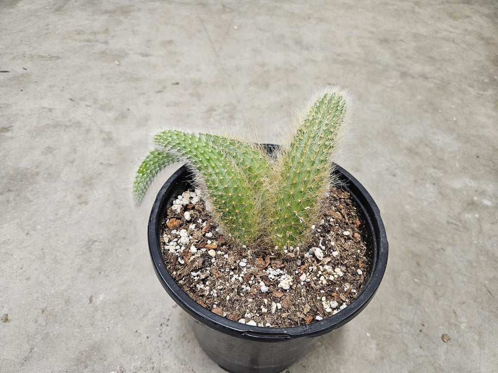 6" Monkey Tail Cactus