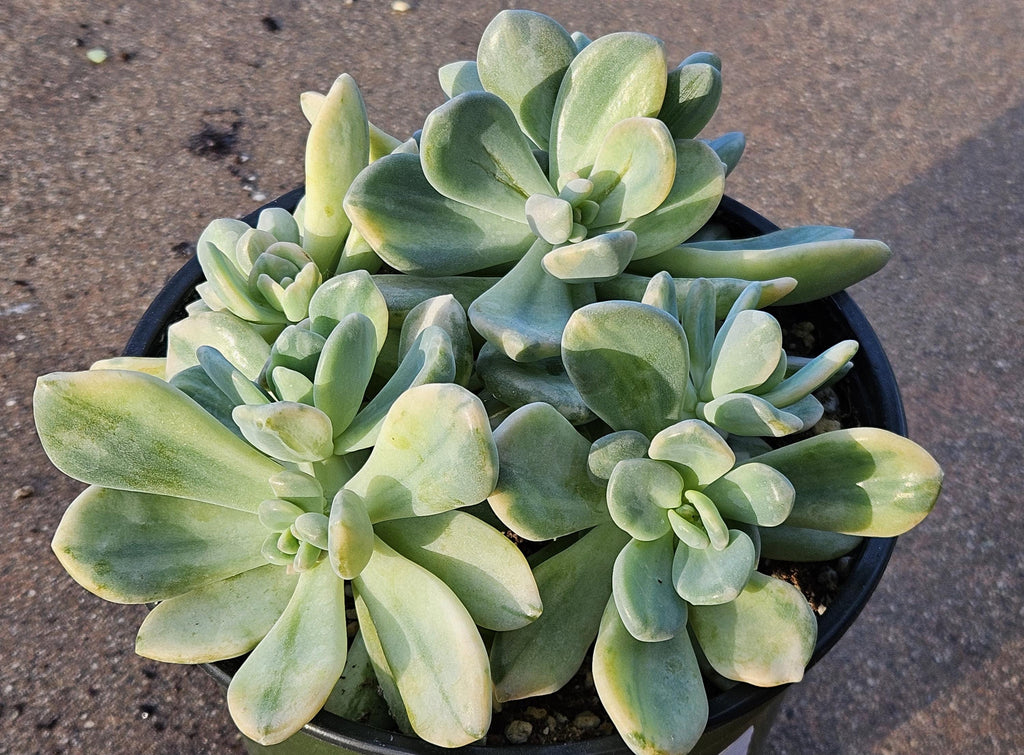 6" Pachyveria Pachytoides Variegated