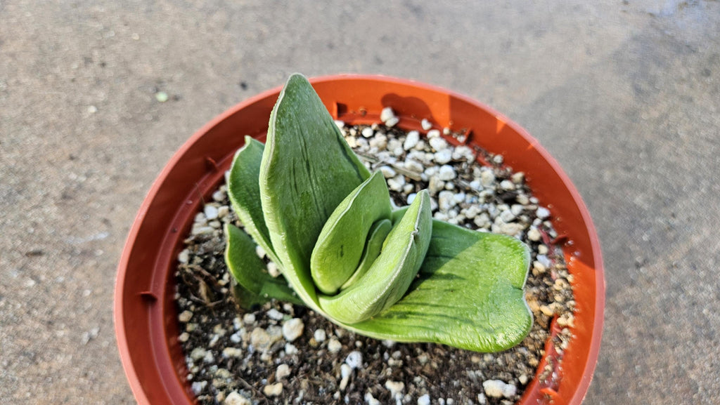 6" Gasteria Hybrid - Gasteria Succulent - Low Light