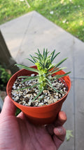 4" Euphorbia clandestina - Ostrich Neck Succulent