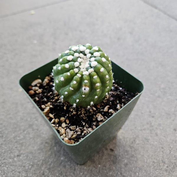 4" Parodia/Notocactus - Blooming Cactus