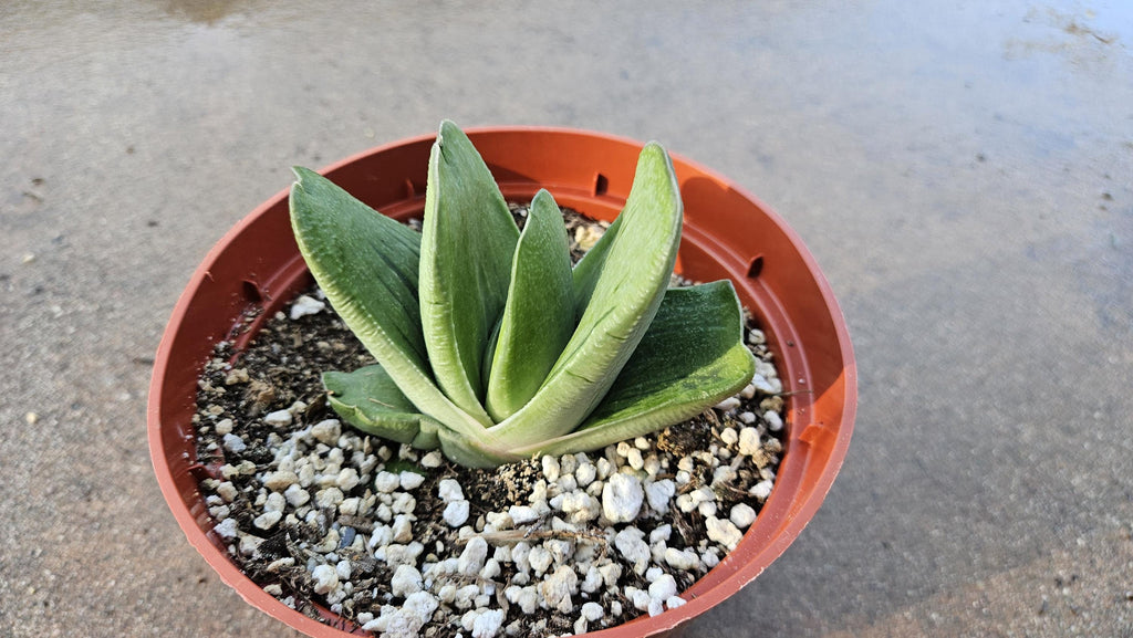 6" Gasteria Hybrid - Gasteria Succulent - Low Light