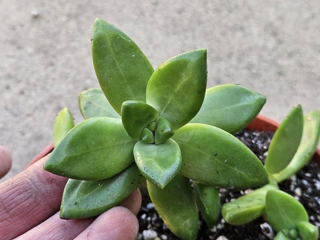 6" Golden Sedum - Sedum Adolfi
