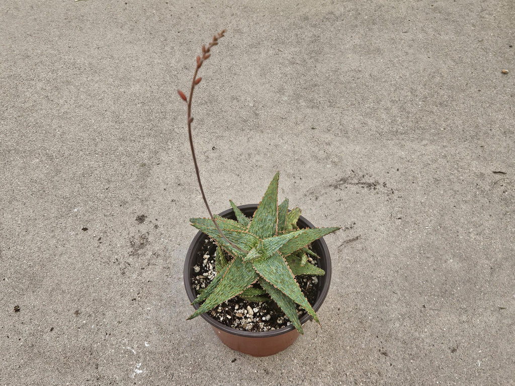 6" Starfish Aloe