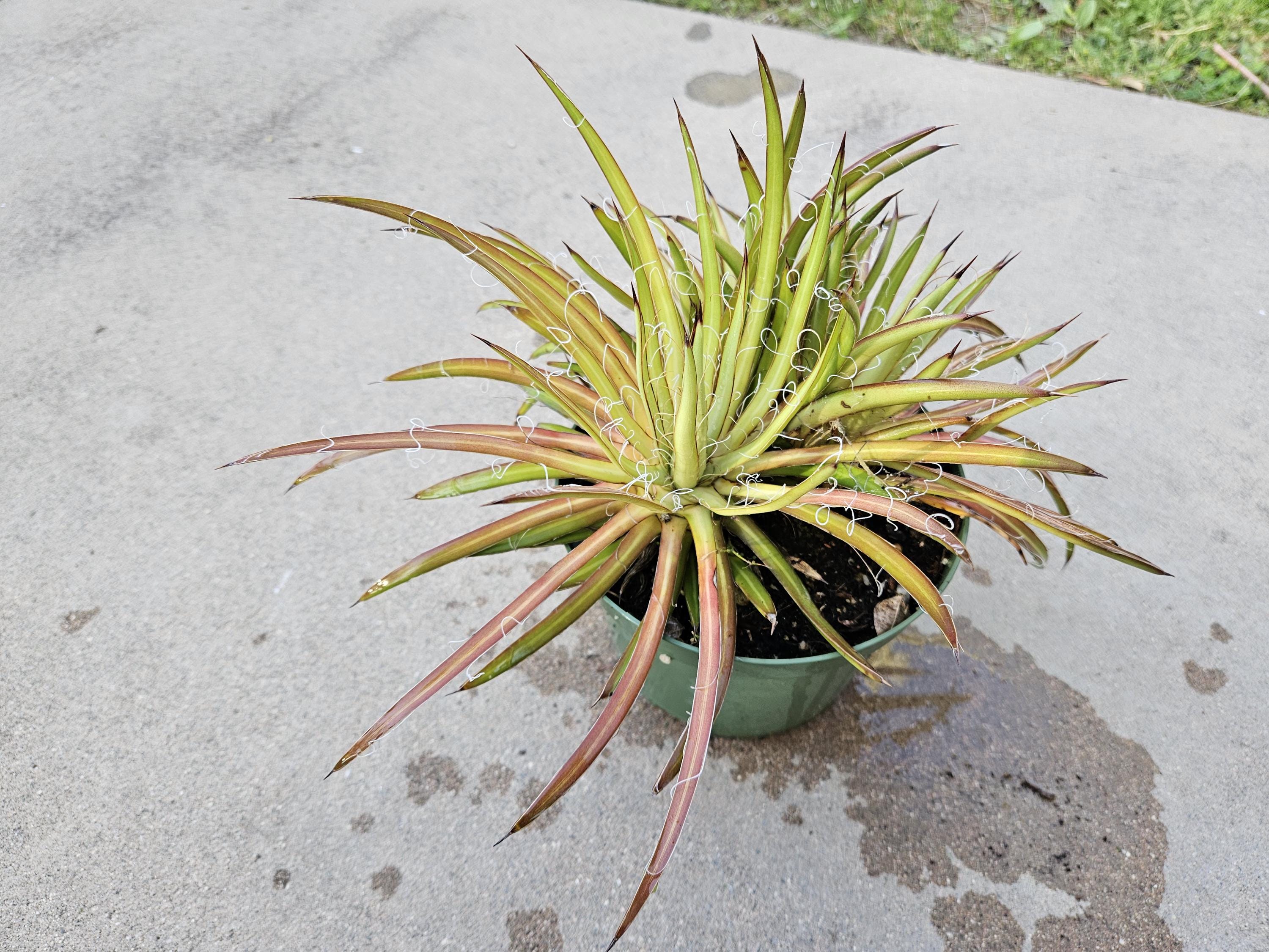 6" Small Flower Agave