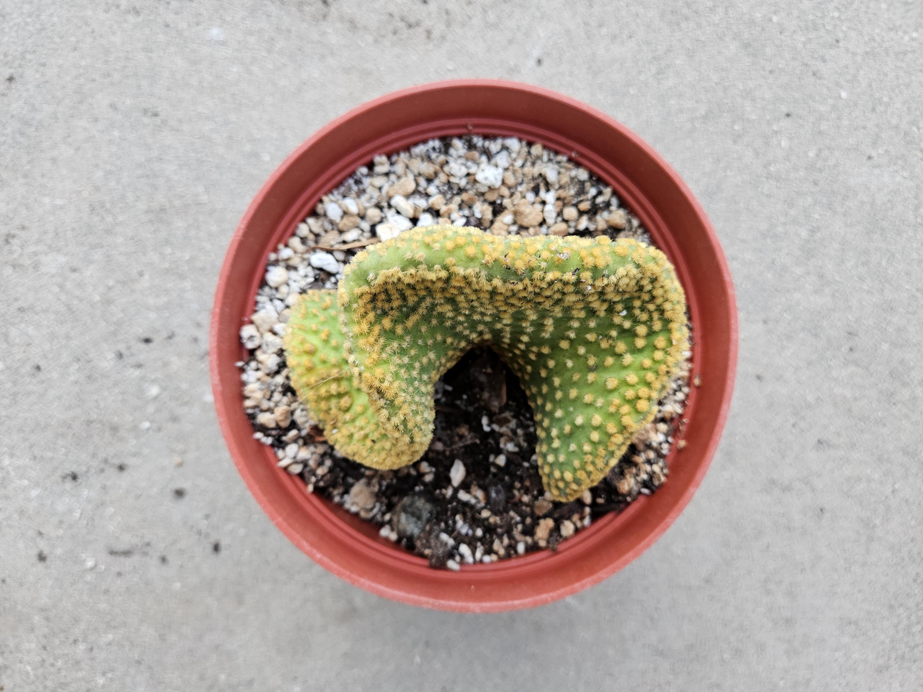 6" Opuntia Microdasys - Bunny Ears Cactus