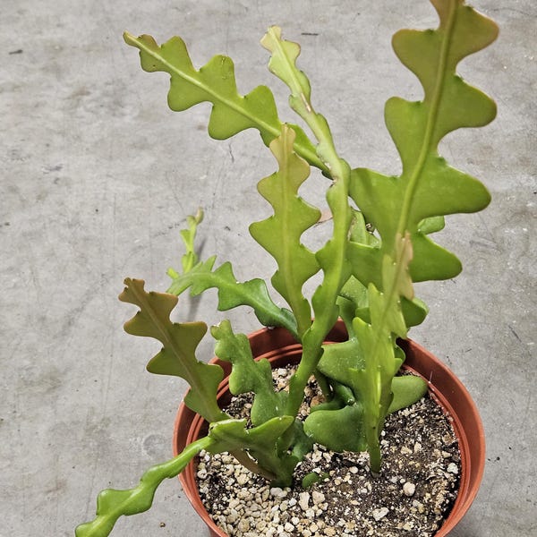 6" Fishbone Cactus