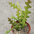 6" Fishbone Cactus